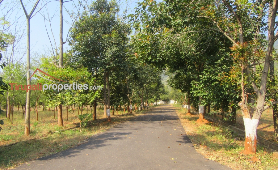 #FarmLands With #Sandalwood Plantation #PlotsforSale Near Ithepalli - Benguluru Highway, #Tirupati